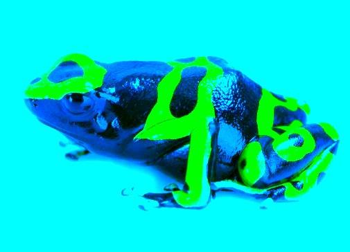 Red Poison Dart Frog Diet Facts